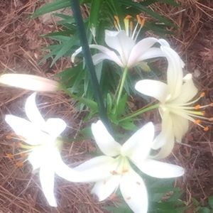 Meet your Posher, Lynn